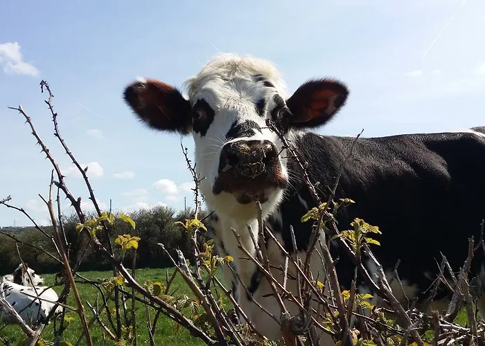 Otel La Roche Du Marais